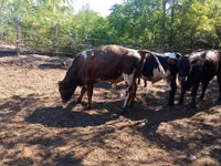 Bull, Cattle — photo 4