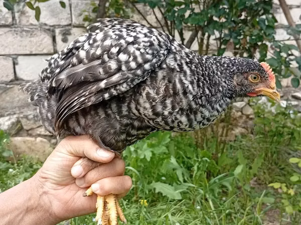Chickens — جمهوری آذربایجان