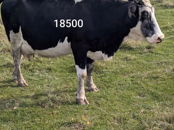 Tehén, Russian Black pied cattle