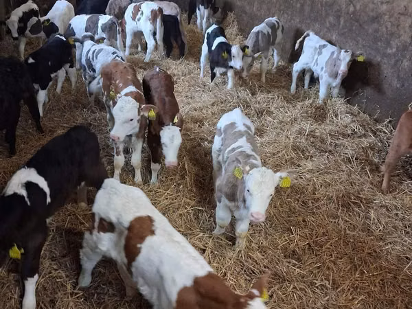 Bull, Simmental cattle