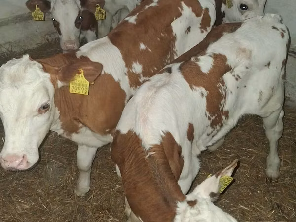 Bull, Cattle