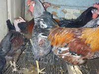 Chickens — снимка 2