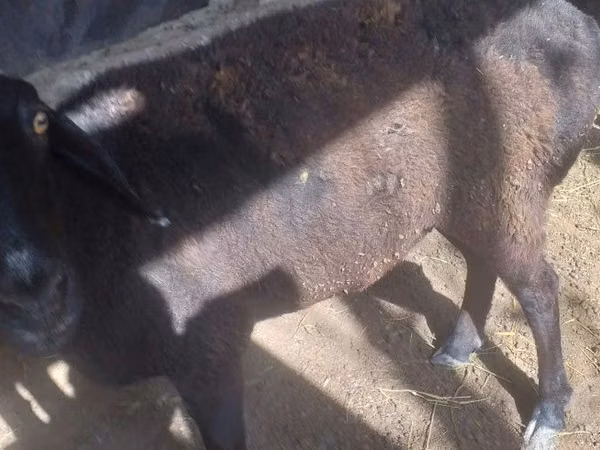 Sheep, Sheep — Uzbekistan