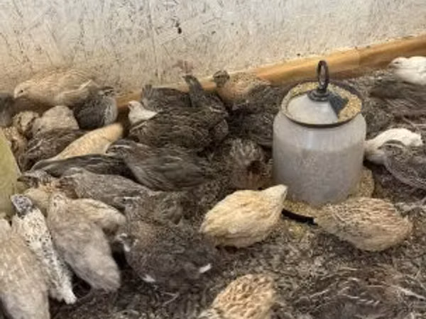 Quails — Węgry