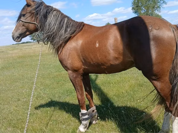 Cal, Kazakh horse