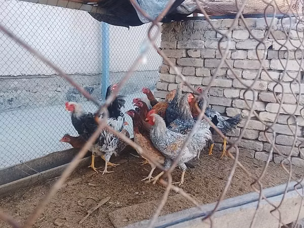 Chickens