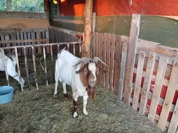 Billy Goat, Boer goat — Hungary