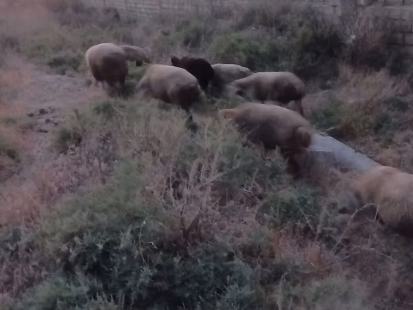 绵羊（批次，未指定性别）, Sheep — 阿塞拜疆