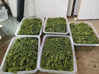 Best Azolla Seeds in Kenya - Location CBD Nairobi — 照片 4