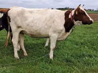 Гов, Simmental cattle — акс 1