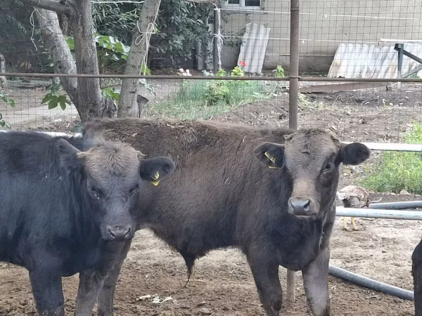 Bull, Aberdeen-Angus