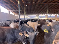 Dibi, Swiss cattle — sawirka 4