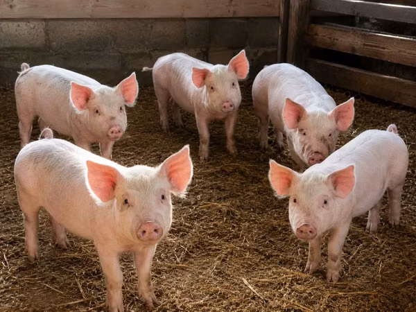 Pigs (batch, sex not specified), Pigs — Kazakhstan