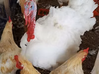 Turkeys — 1. fotó