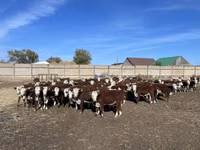 Vacă, Vaca kazahă cu cap alb — foto 1