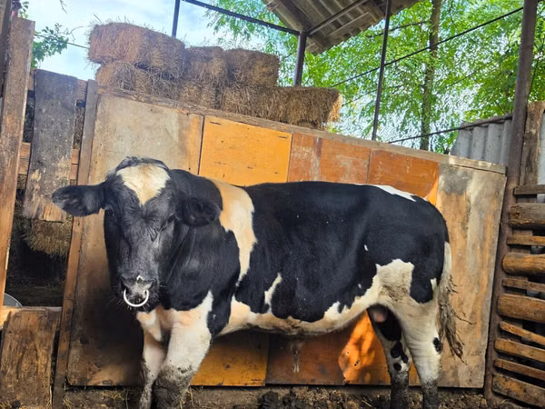 Bull, Russian Black pied cattle — Moldova