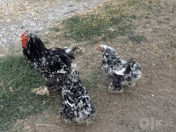 Brahma — Uzbekistan