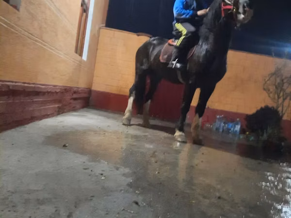 Hengst, Russian warmblood