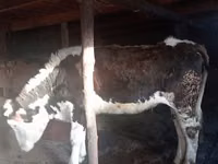Vaca, Swiss cattle — foto 5