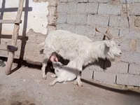 بز ماده, Saanen goat — عکس 4