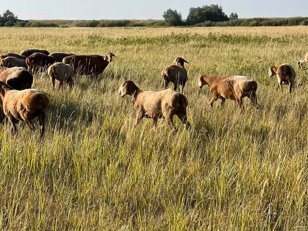 Sheep, Arashan sheep