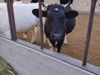 Vaca, Raça Holstein — foto 1