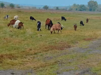 Echki, Nubian Goat — 3-rasm