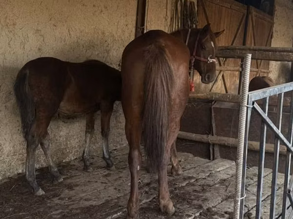 Kuda betina, Horses