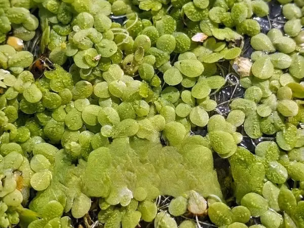 Fresh Azolla Mixed Duckweed Feed Only (Pigs, Ducks, Chicken, Fish Etc)