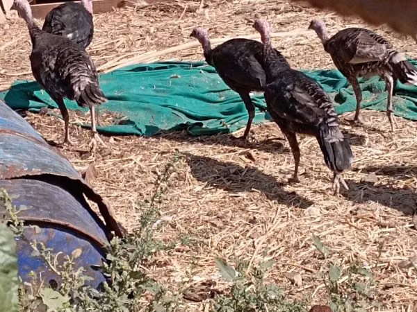 Turkeys — Usbakistan