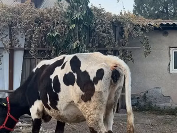 گاو ماده, Russian Black pied cattle