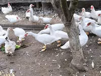 Ducks — photo 2