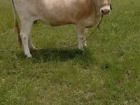 सांड, Latvian Blue cattle — फ़ोटो 5