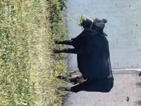 Krowa, Latvian Blue cattle — zdjęcie 1
