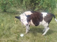Cow, Cattle — photo 3