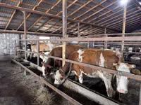 گاو ماده, Simmental cattle — عکس 4