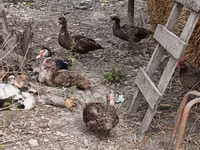 Ducks — photo 1