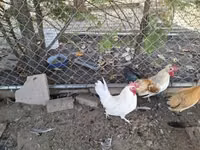 Chickens — foto 4