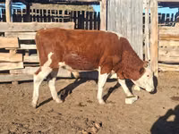 Bulle, Simmental cattle — Foto 2
