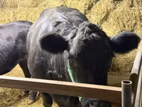 Bull, Aberdeen-Angus — photo 2