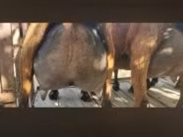 Billy Goat, Goats