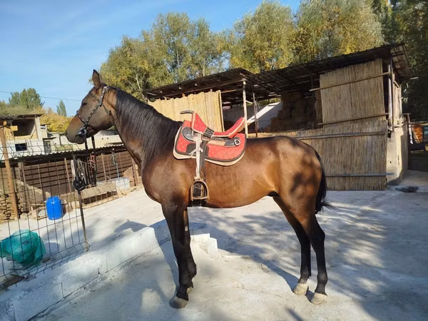 Horse (M), Thoroughbred horse