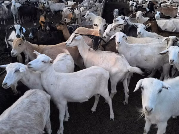Goat, Goats — Moldova