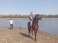 수말, Friesian sport horse — 사진 3