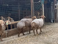 암양, Arashan sheep — 사진 2