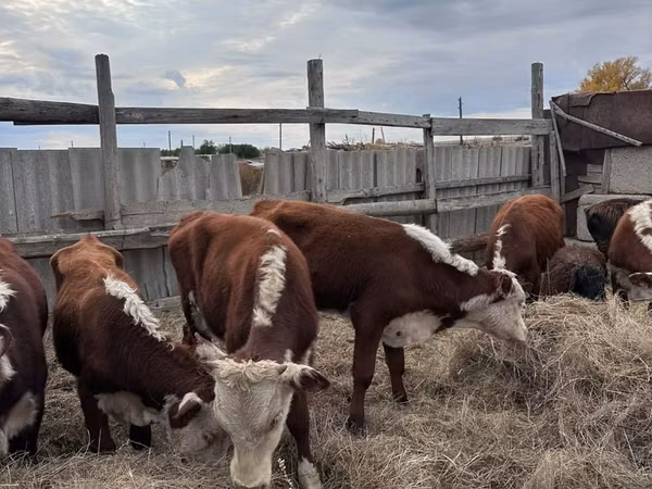 公牛, Kazakh White-headed cow