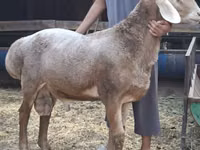 قوچ, Arashan sheep — عکس 8