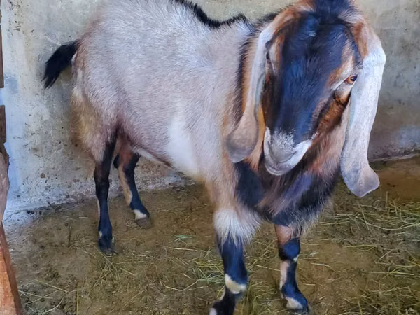 ஆண் வெள்ளாடு, Nubian Goat — மால்டோவா