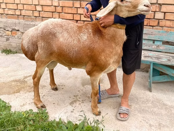 قوچ, Arashan sheep — قرقیزستان