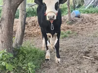 Tyre, Simmental cattle — foto 2